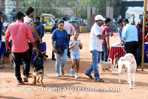 Dog Show 2